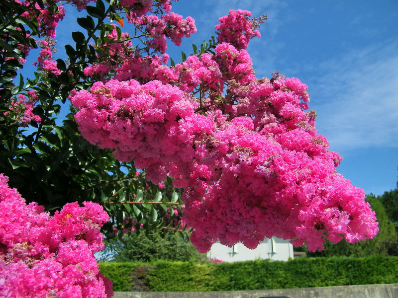 Arbre fleuri ! Lilas des Indes