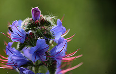 Viper's Bugloss Echium vulgare