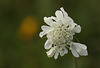 Field Scabious in White Knautia arvensis