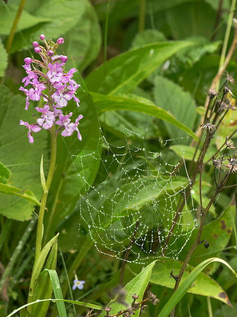 Platanthera psycodes (Small Purple Fringed orchid) with mist-coated spider web