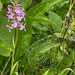 Platanthera psycodes (Small Purple Fringed orchid) with mist-coated spider web