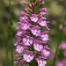 Platanthera psycodes (Small Purple Fringed orchid)