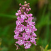 Platanthera psycodes (Small Purple Fringed orchid)