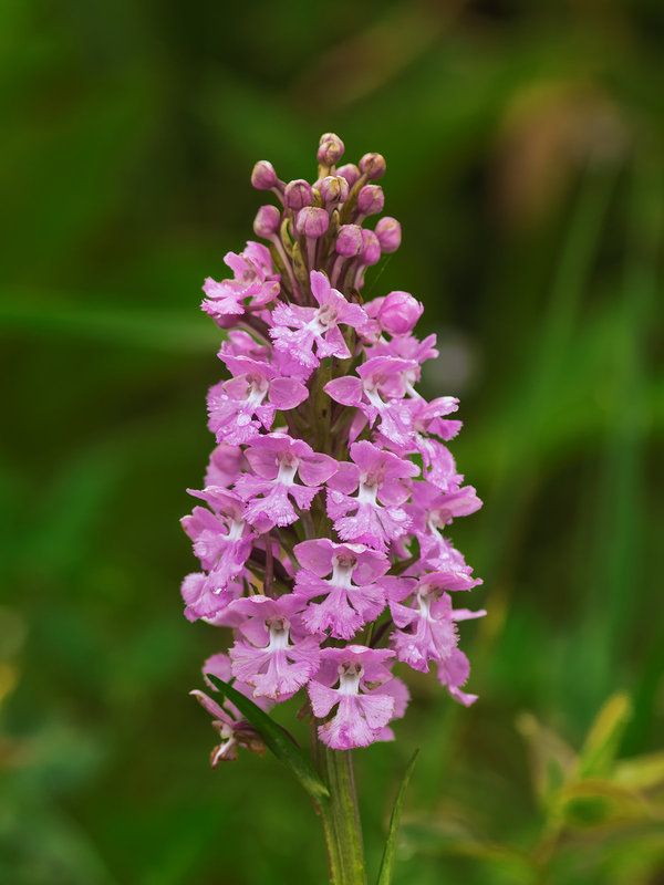 Platanthera psycodes (Small Purple Fringed orchid)