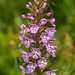 Platanthera psycodes (Small Purple Fringed orchid)