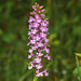 Platanthera psycodes (Small Purple Fringed orchid)