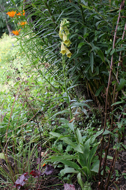 Digitalis grandiflora (2)