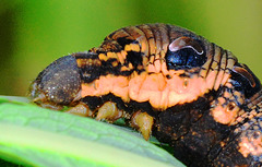 Caterpillar. Elephant Hawkmoth, Deilephila elpenor