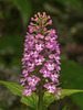 Platanthera psycodes (Small Purple Fringed orchid)