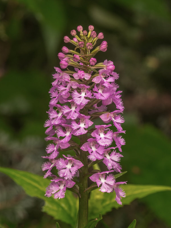 Platanthera psycodes (Small Purple Fringed orchid)