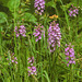 Platanthera psycodes (Small Purple Fringed orchid)