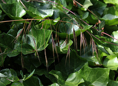 Bromus sterilis