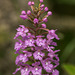 Platanthera psycodes (Small Purple Fringed orchid)