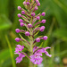 Platanthera psycodes (Small Purple Fringed orchid)