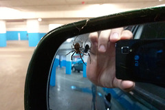 The spider that lives in my wing mirror