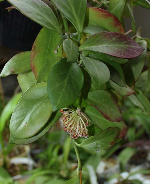 Hoya obscura (3)