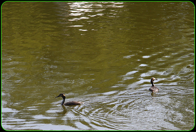 Grebe huppée