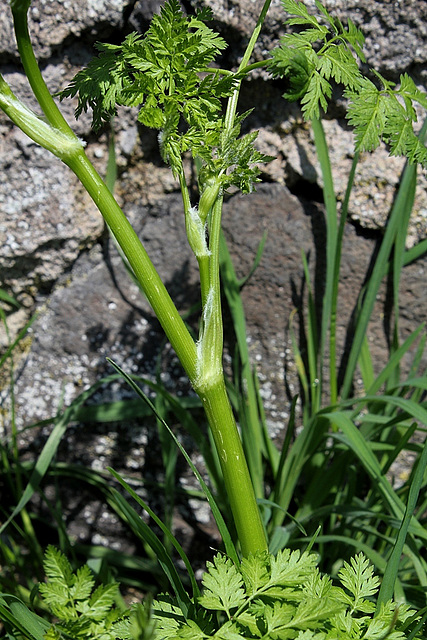 Anthriscus cerefolium - Cerfeuil