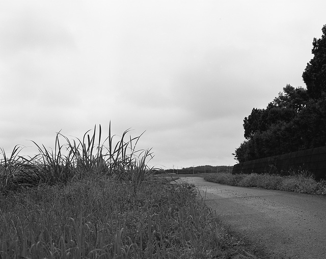 Road through paddy fields