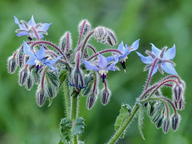 Borage in a friend's garden