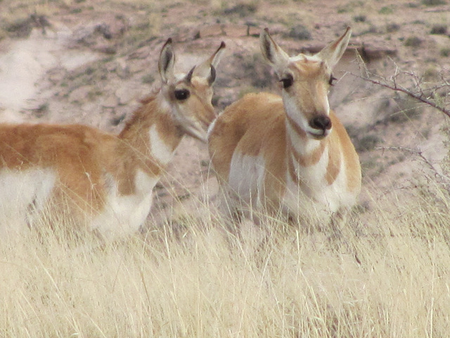 Pronghorns