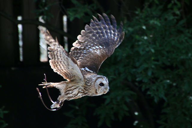 Silent Flight