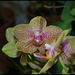 Phalaenopsis hybride (2)