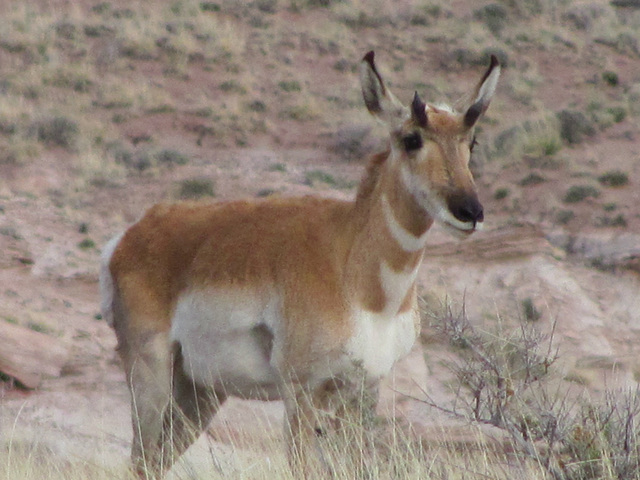 Pronghorn