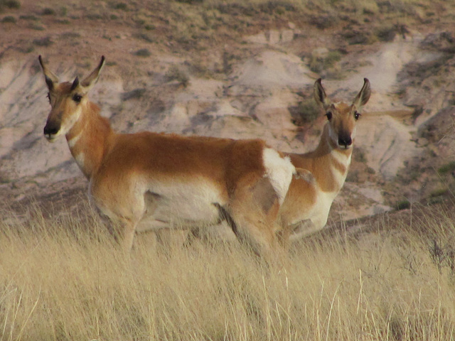 Pronghorns