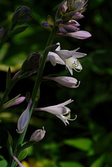 Hosta