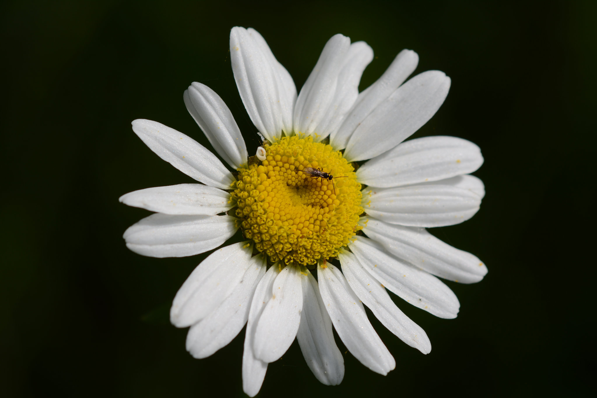 At center stage, an ichneumon wasp