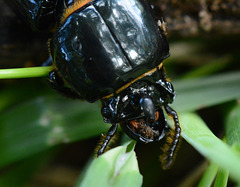 Here are the beetle brows shall blush for me