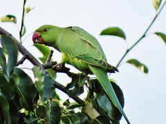 london's ring necked parakeets