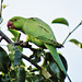 london's ring necked parakeets