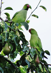 london's ring necked parakeets
