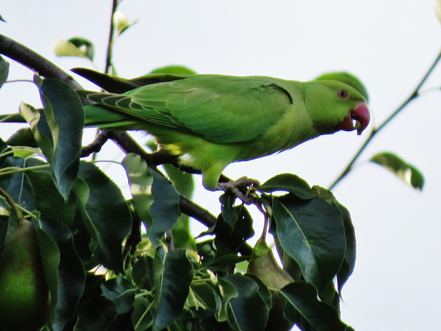 london's ring necked parakeets