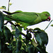 london's ring necked parakeets