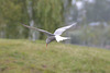 Common Tern