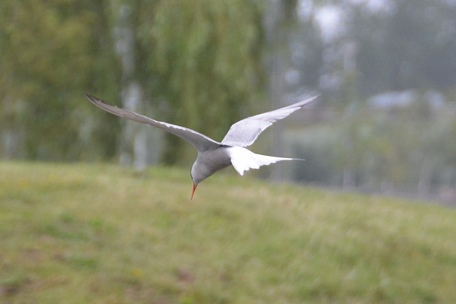 Common Tern