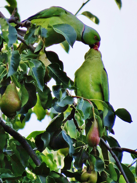 london's ring necked parakeets