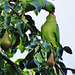 london's ring necked parakeets