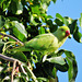 london's ring necked parakeets