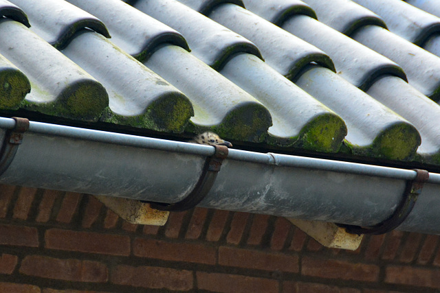 Gull chick in the gutter