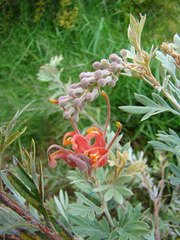 grevillea