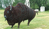 Barbed Wire Bison
