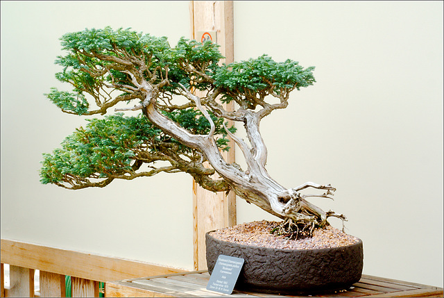 Bonsai