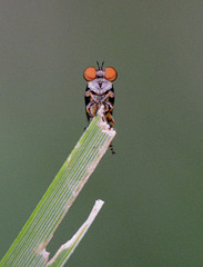 Fly disguised as owl