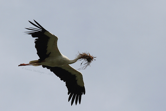 Storch in der Luft (Wilhelma)