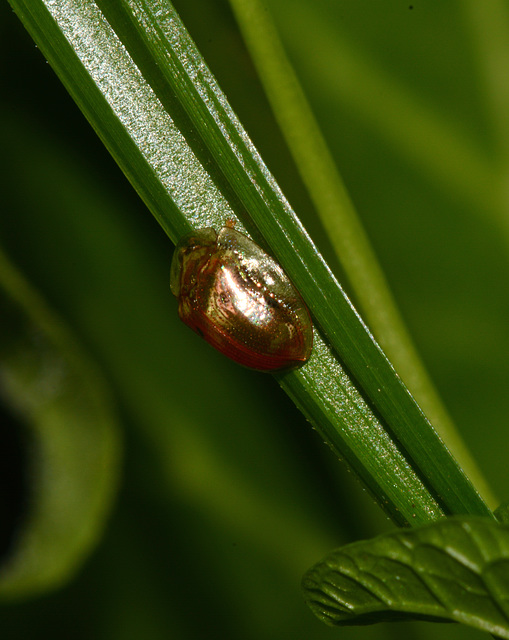 Golden tortoise beetle