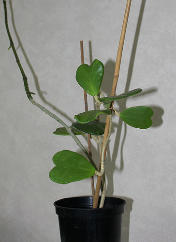 Hoya kerrii
